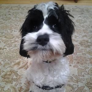 Meet your Posher, Alyson